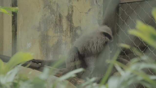 Javan Silvery gibbon endangered endemic primate Indonesian island of Java