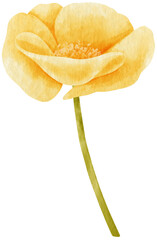 Fototapeta na wymiar Yellow poppy flowers watercolor illustration