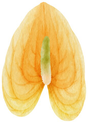 Yellow anthurium flowers watercolor illustration