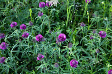Feverweed Eryngium planum herbal plant growing in the field