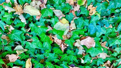 leaves in the forest -  best background wallpaper 