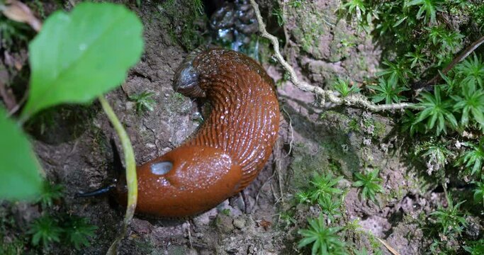 Red slug or Arion rufus in the summer forest. Shooting macro.