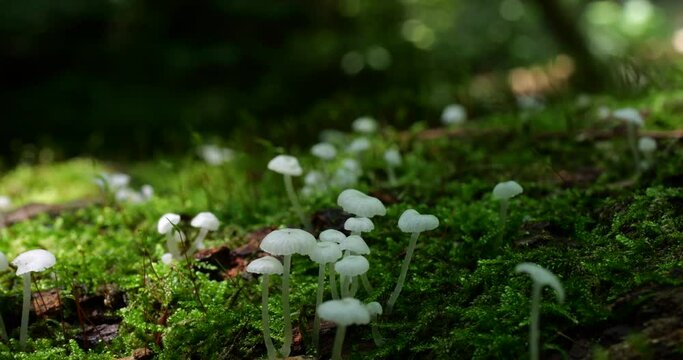 Mushrooms Delicatula on the trunk of an old tree in moss. Shooting in the forest in summer.