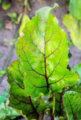 Leaf of red beet in the vegetable garden in summer