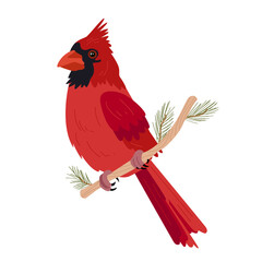 Red Cardinal Bird on Branch