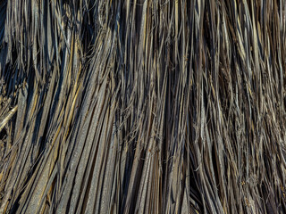 abstract background dry grass close-up