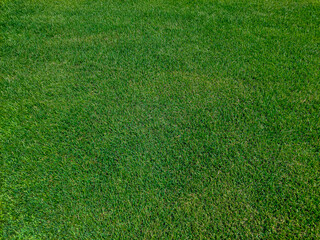 green grass on the lawn