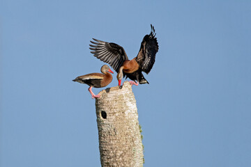 Black-bellied whistling ducks perched on a tree.