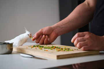 Albino cockatiel eating vegetables from its owner hand. White-faced Lutinos mutation.