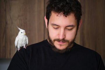 Albino cockatiel on its owner shoulder. White-faced Lutinos mutation.