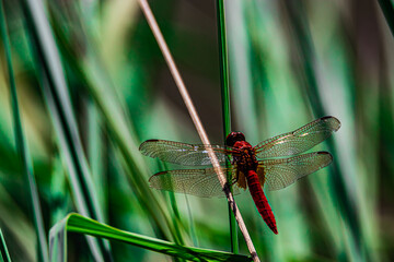 red dragonfly on a green leaf