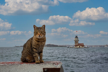 Tabby stray cat in Istanbul Maiden's Tower view