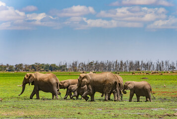 Naklejka na ściany i meble herd of elefants in ambosseli national park