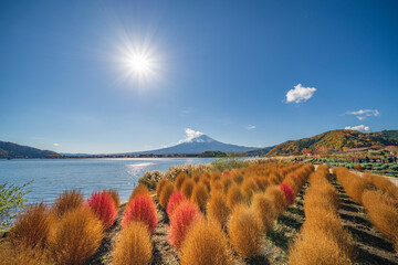 秋の河口湖大石公園【山梨県・南都留郡・富士河口湖町】
Oishi Park famous for it's view of Mt. Fuji and Bassia scoparia - Yamanashi, Japan
