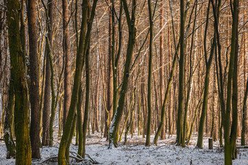 Winter in groove in Rogow village in Lodzkie region of Poland