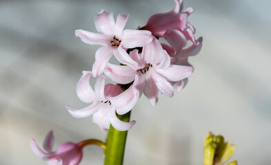 Hyacinth flower in close-up. Pink hyacinth flower in close-up. The structure of the petals.