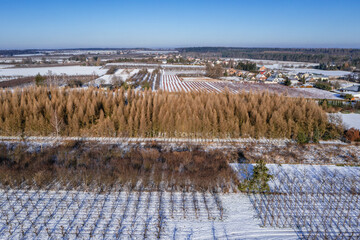 Drone photo of apple orchards during winter in Rogow village, Lodz Province, Poland