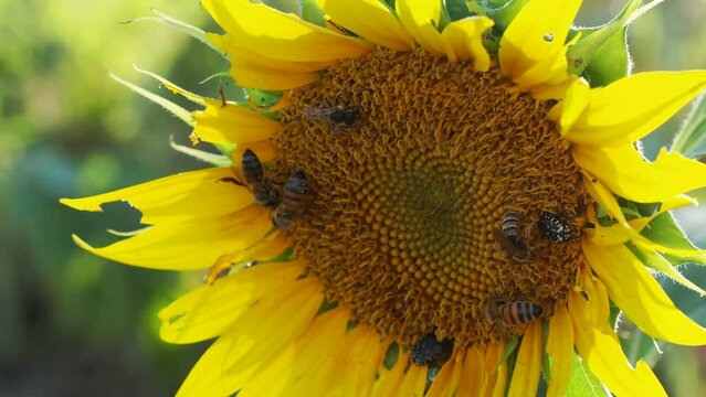 4k video footage of honey bee on suflower in summertime