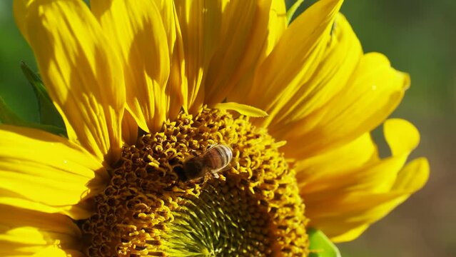 4k video footage of honey bee on suflower in summertime
