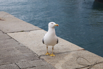 A seagull in Camogli, Ligurian Riviera, Italy	