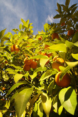 Orange trees at the streets of Cordoba, Spain