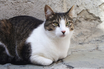 A lazy relaxed cat in Manarola, Cinque Terre park, Italy	