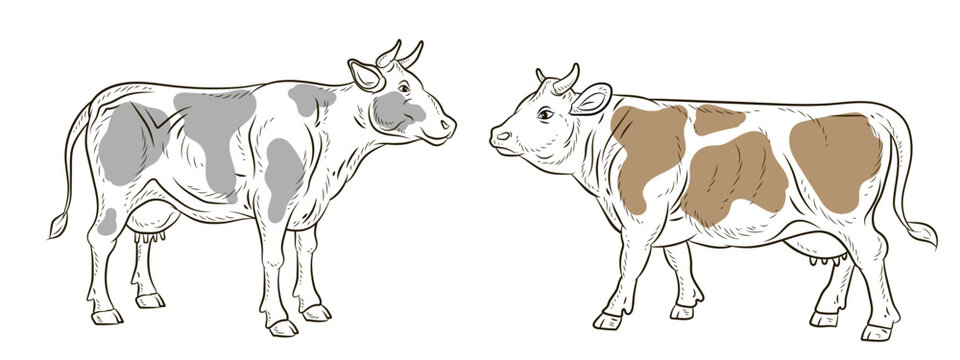 Cow, vector image, black and white linear and color drawing.
 Coloring book for children, clipart.