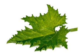 Studio photo of a green pumpkin leaf on a white background, squash or zucchini.
