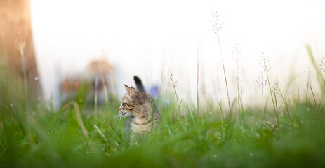 A cat walks on a green lawn in the countryside on a summer sunny day. A beautiful pet.