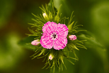 Little pink flower and buds in green background