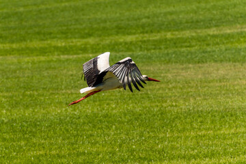 stork in the grass