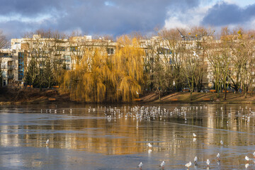 Pond in Szczesliwice Park in Ochota district of Warsaw city in Poland - obrazy, fototapety, plakaty