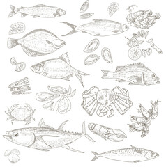 Fish and Seafood sketch. Vintage fish, shrimps, crabs, rapans, shells, oysters, mussels lobsters Sea Delicatessen Market Set