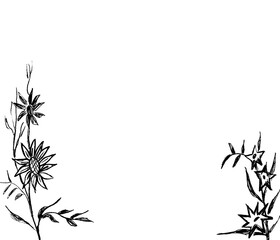  A plant with flowers or leaves of black color on a white background