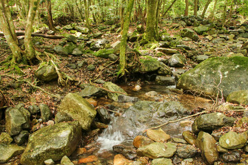 愛媛県松野町　滑床渓谷の風景
