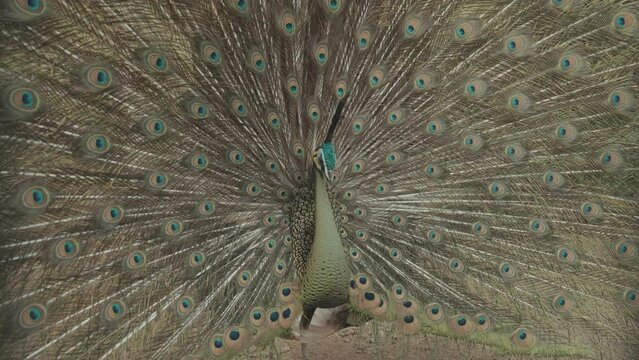 Endangered Male Green Peafowl Peacock Pavo muticus in Display - The Tropical Forests of Southeast Asia
