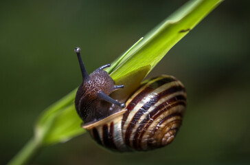 snail on a leaf