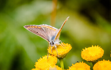 butterfly on flower