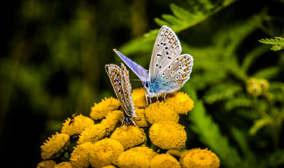 butterfly on a flower