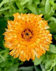 Orange calendula flowers. Blooming marigold flowers. Fresh organic calendula marigold flowers background. Medicinal herbs. Summer marigold flowers.