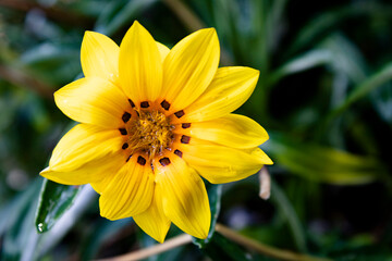 Yellow flower. garden potted flower