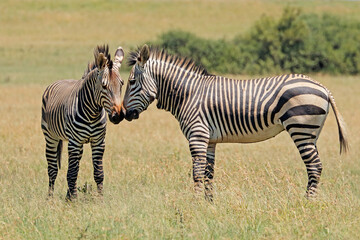 Fototapeta na wymiar Hartmanns mountain zebras (Equus zebra hartmannae) in natural habitat, southern Africa.