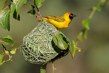 A male lesser masked weaver (Ploceus intermedius) sitting on its nest, South Africa.