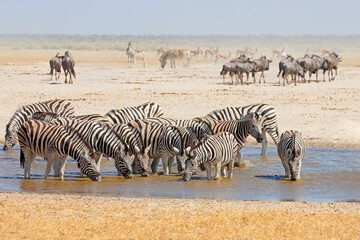 Fototapeta na wymiar Plains zebras (Equus burchelli) drinking at a waterhole, Etosha National Park, Namibia.