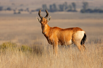 A red hartebeest (Alcelaphus buselaphus) standing in open grassland, South Africa.