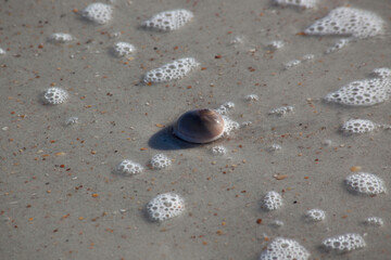 Seashells on the ocean beach