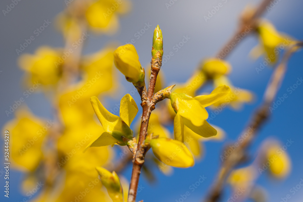 Poster details of a spring blooming forsythia plant in the garden