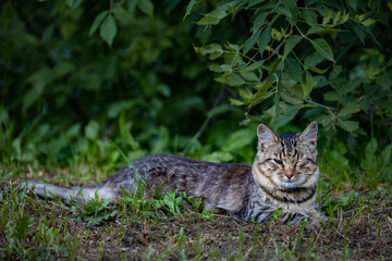 Naklejka na ściany i meble a homeless cat with a sore eye lies in the grass in nature