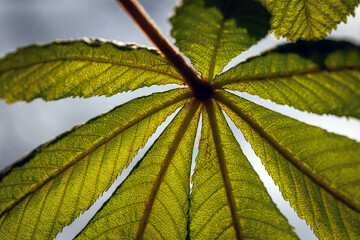 Details of horse chestnut tree leaf
