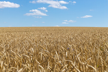 landscape on which the field and blue sky with clouds
